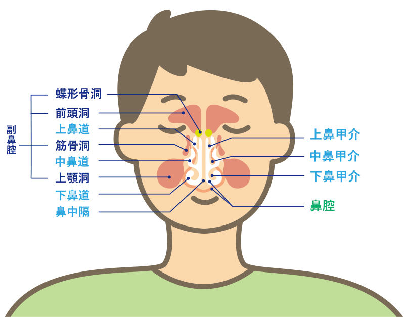 炎 痰 鼻腔 副 鼻づまりや鼻水だけじゃない慢性副鼻腔炎の症状・診断・治療法を解説